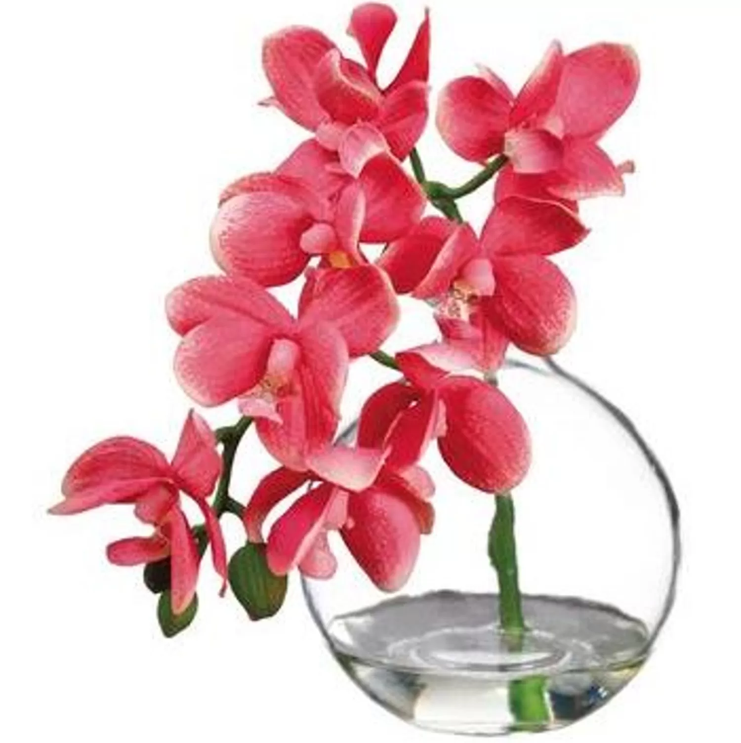 Outlet Treetime Phalaenopsis Orchid In Glass Vase